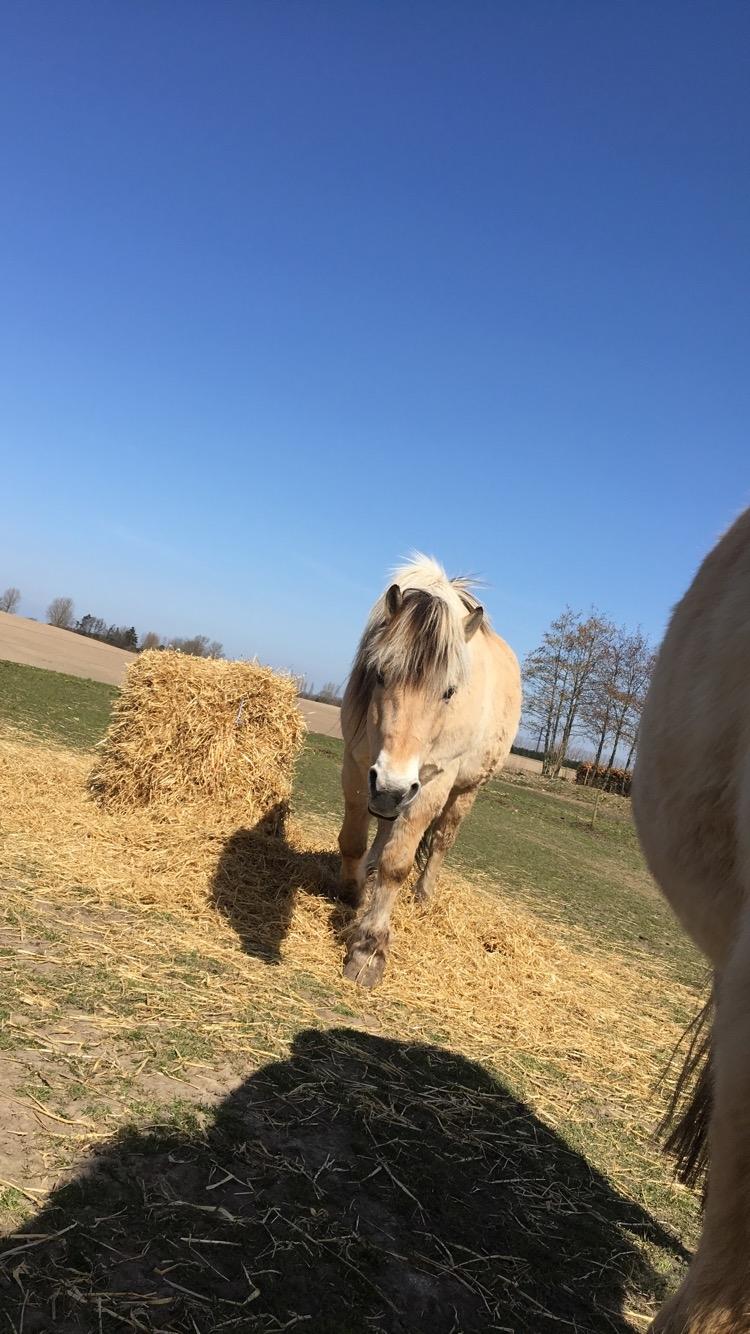 Fjordhest Thor billede 5