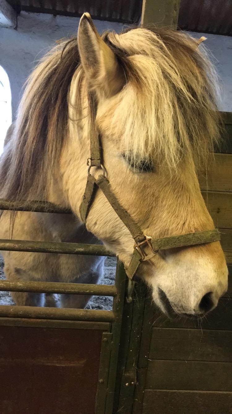 Fjordhest Thor billede 6