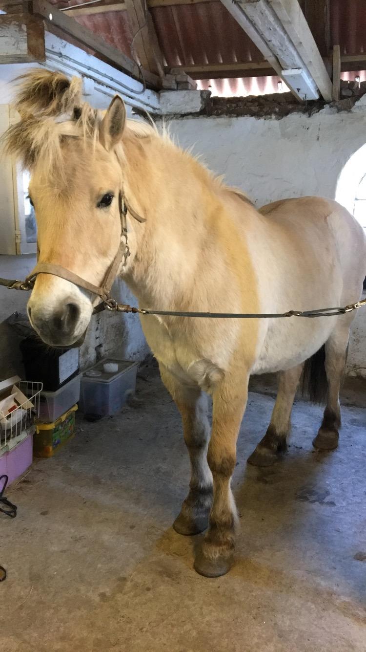 Fjordhest Thor billede 7