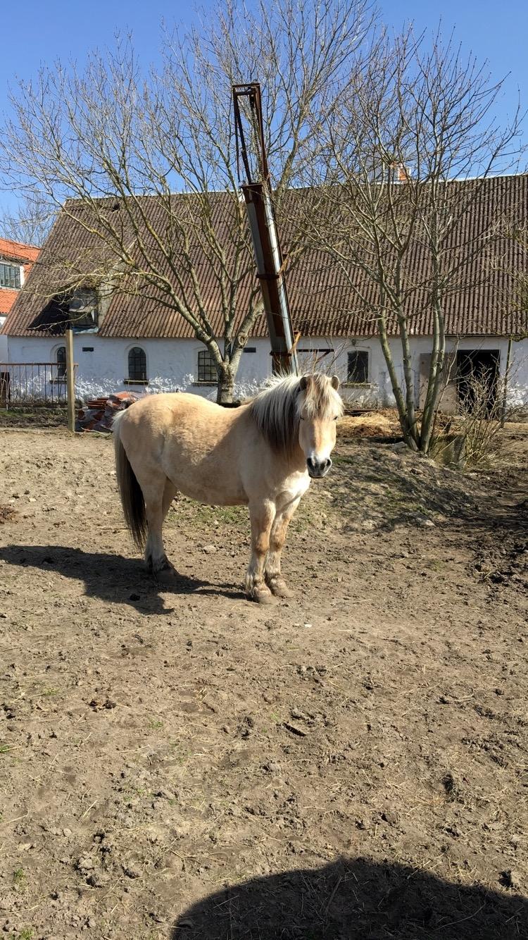 Fjordhest Thor billede 2