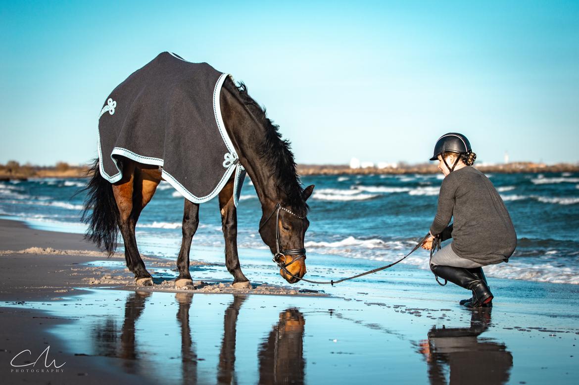 Connemara Egevangens Bailey billede 9