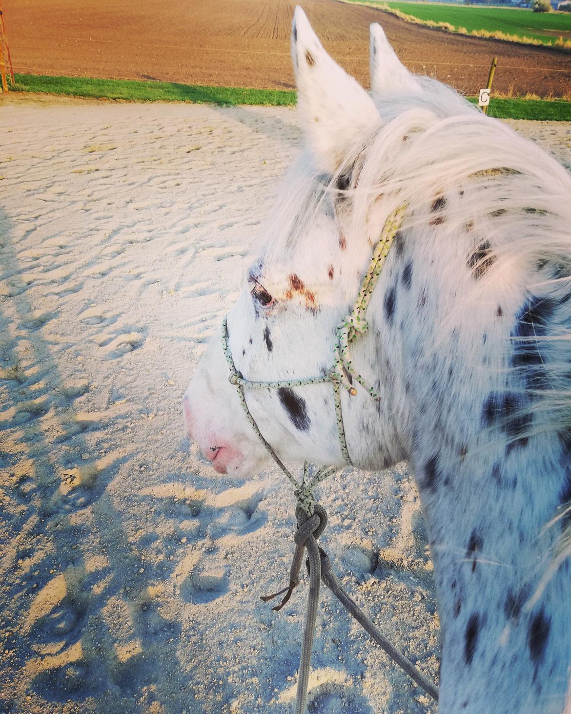 Appaloosa Missing Spot Amigo billede 1