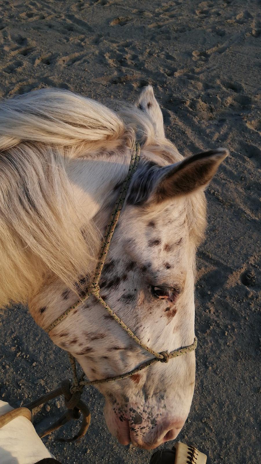 Appaloosa Missing Spot Amigo billede 2