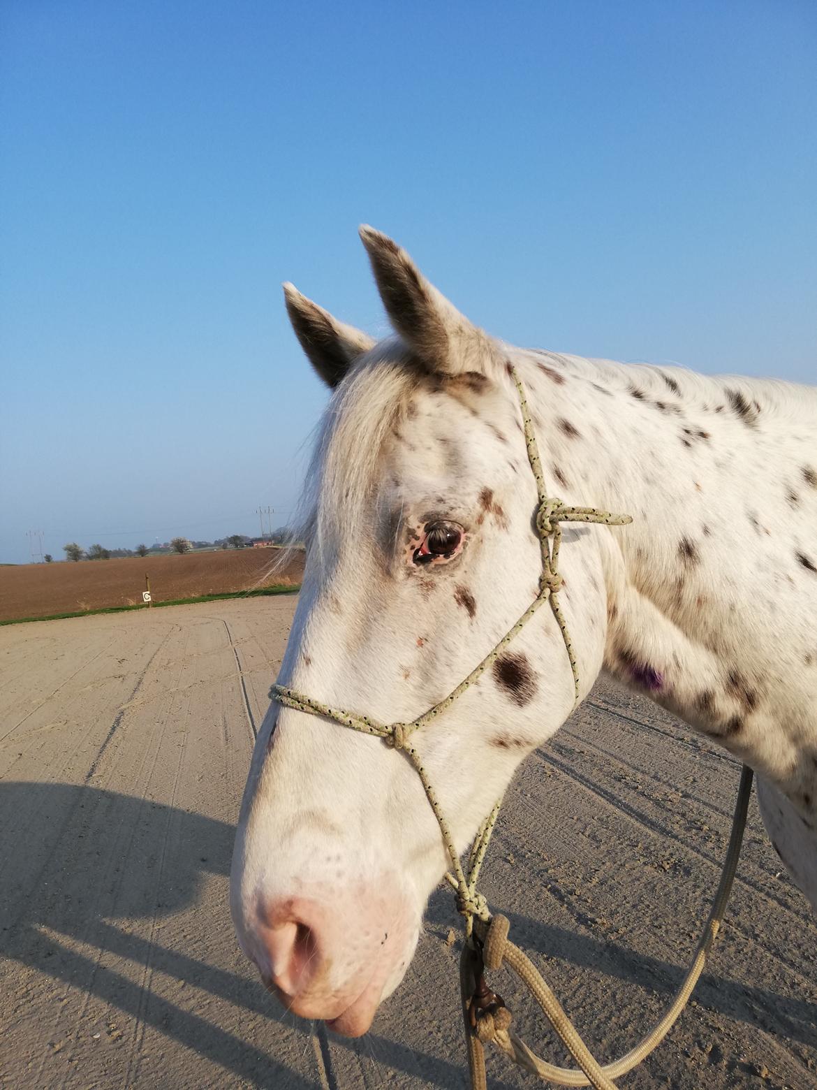 Appaloosa Missing Spot Amigo billede 3