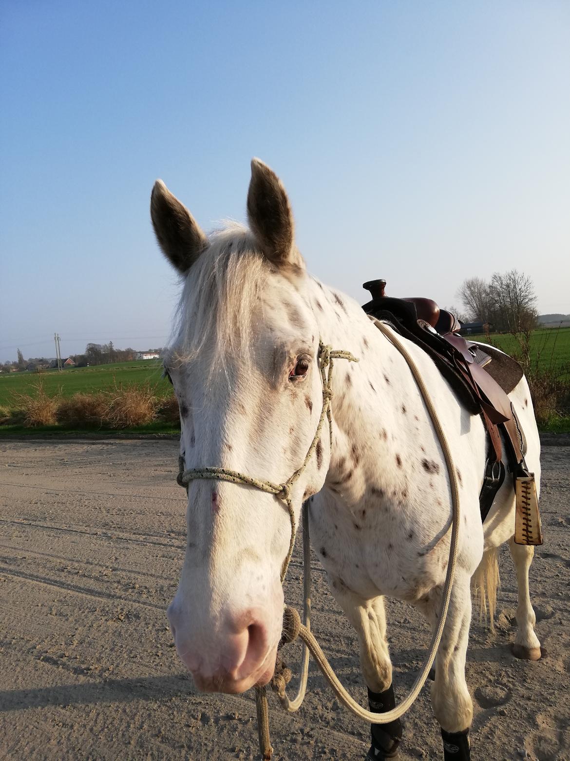 Appaloosa Missing Spot Amigo billede 4