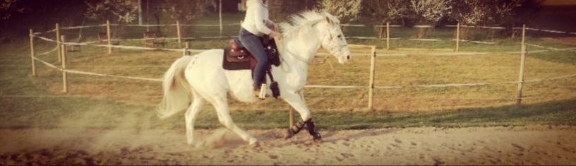 Appaloosa Missing Spot Amigo billede 5