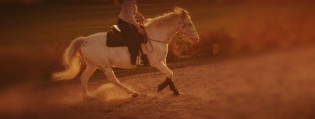 Appaloosa Missing Spot Amigo billede 7