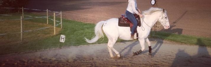 Appaloosa Missing Spot Amigo billede 6