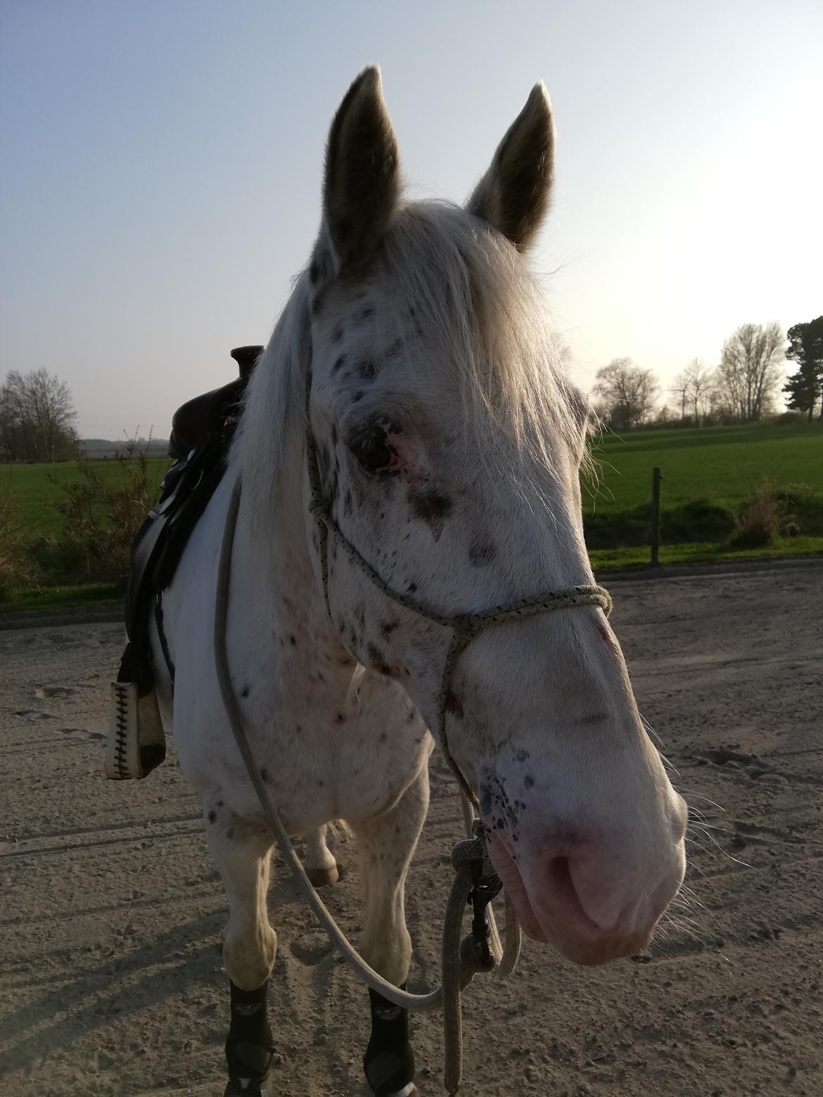 Appaloosa Missing Spot Amigo billede 8