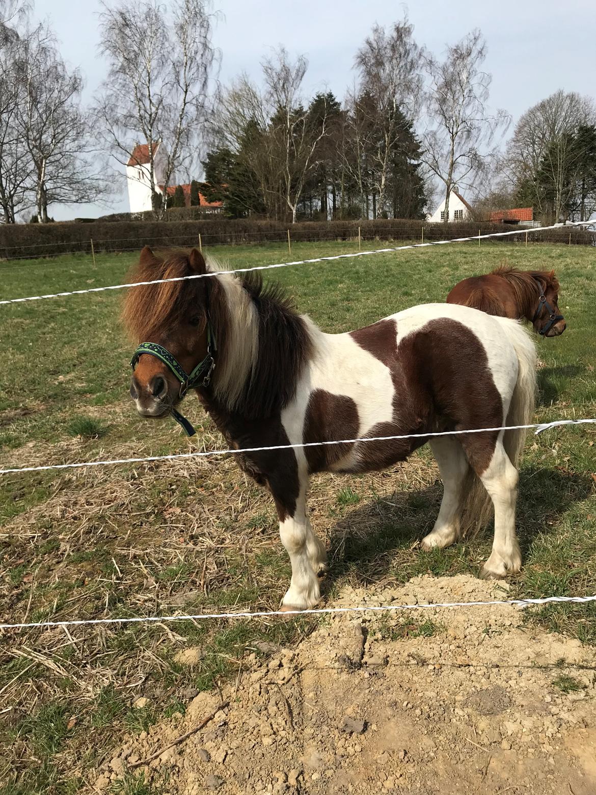 Anden særlig race Whisky billede 3