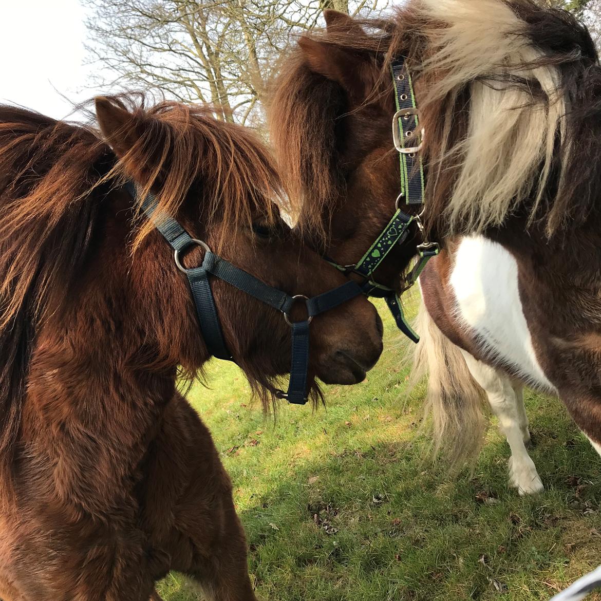 Anden særlig race Whisky billede 5