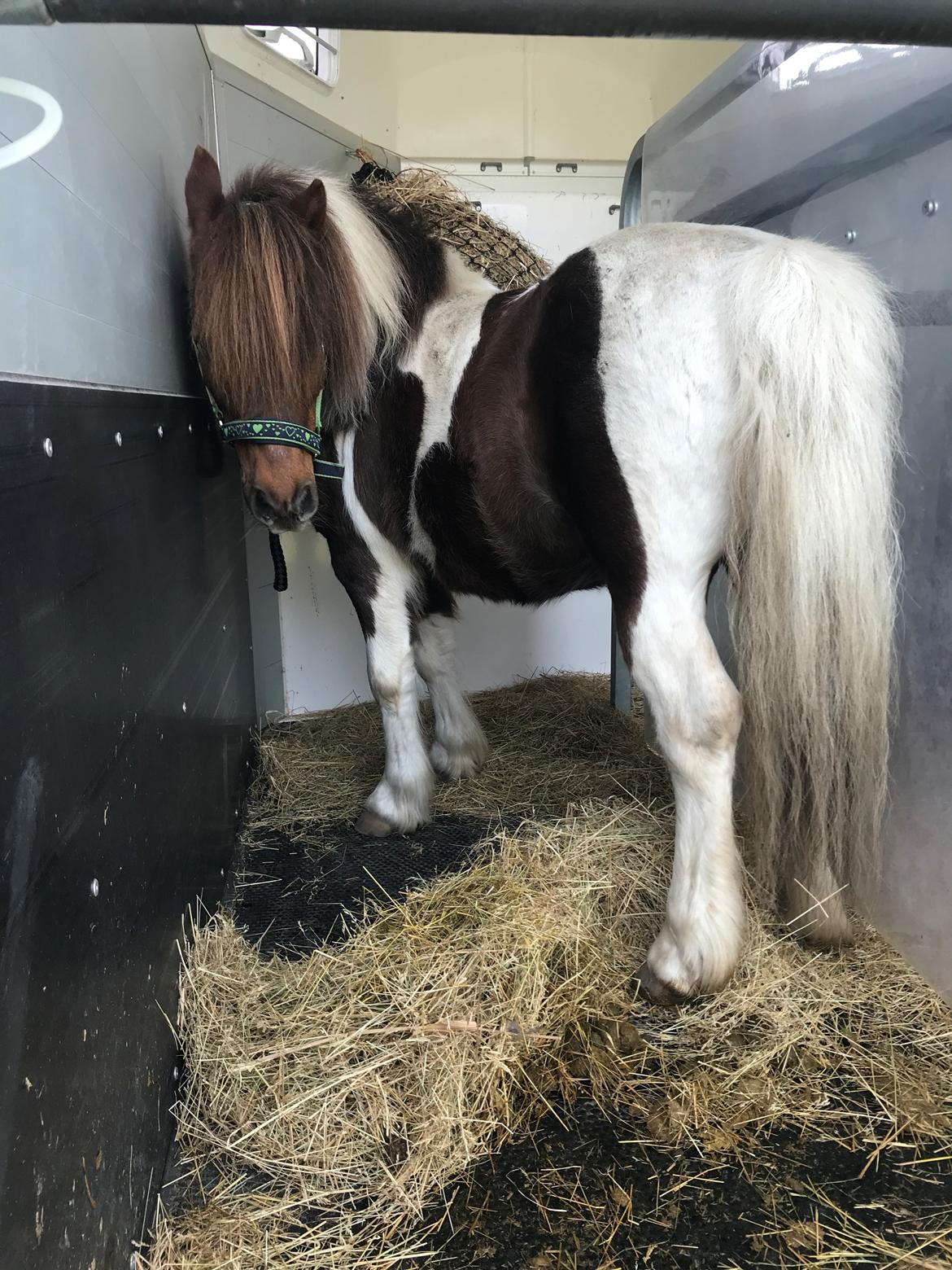 Anden særlig race Whisky billede 6