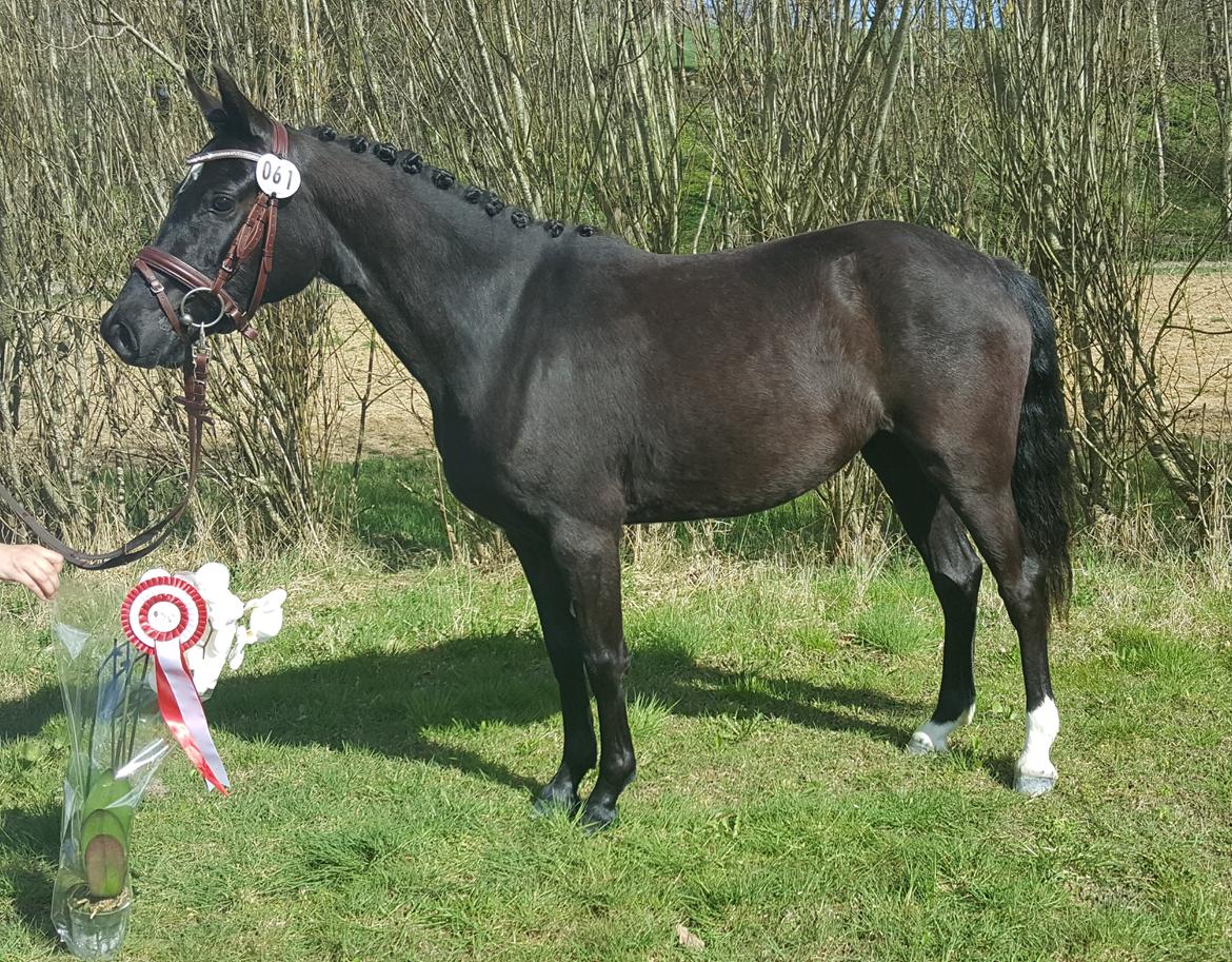 Welsh Partbred (Sec F) Struntze's Great Pleasure RSDH 784 billede 48