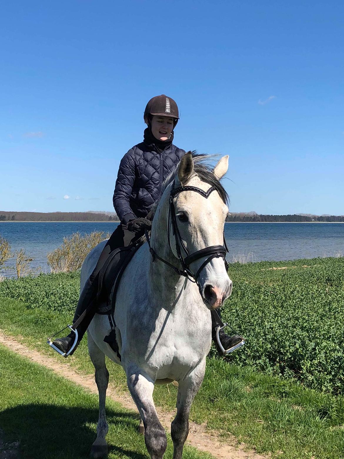 Anglo Araber (AA) Kessler billede 1