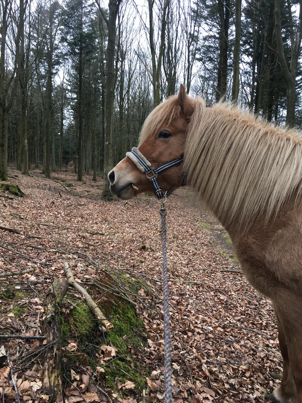 Islænder Sia fra Rivendale billede 6