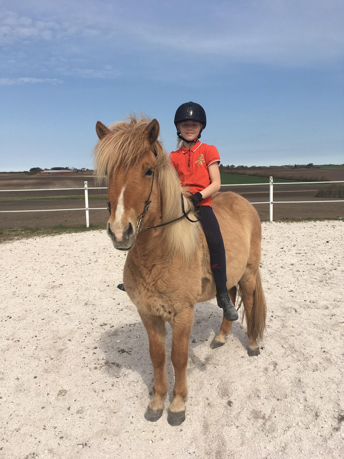 Islænder Sia fra Rivendale billede 5