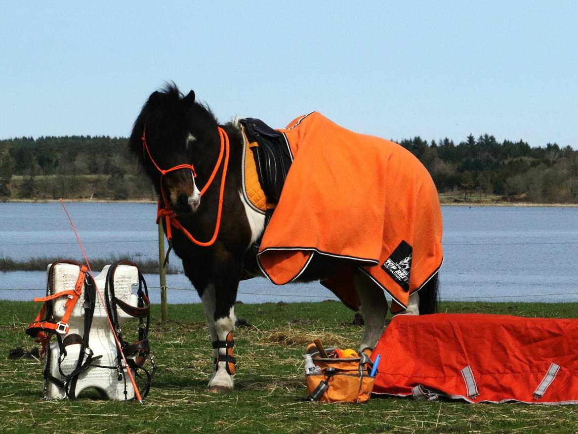 Anden særlig race Bettemus. RIP. billede 19