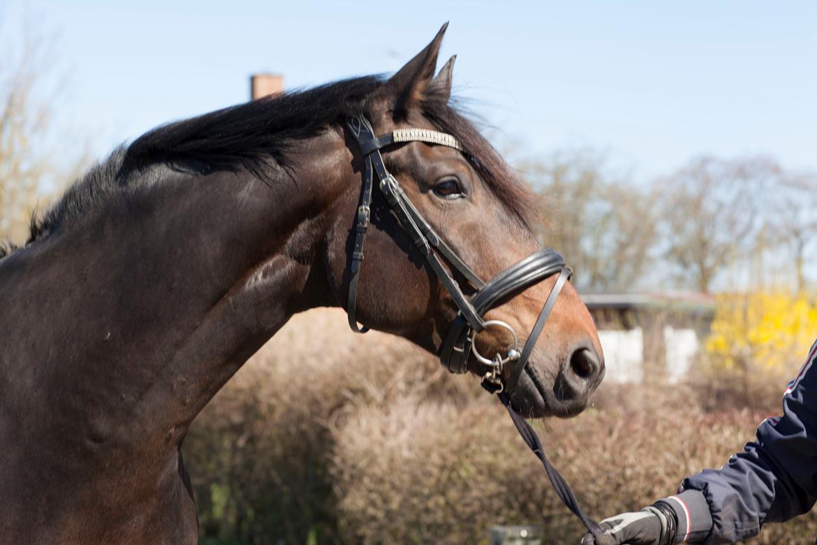 Anden særlig race Vejrholms Canto billede 18