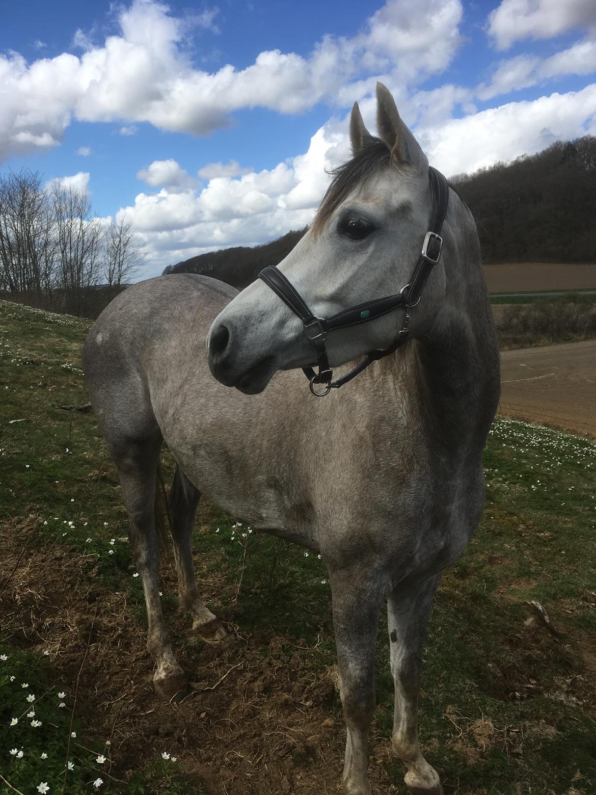 Anden særlig race Suna's Miss Diva - Smækre Diva som er flyttet i dag d 23/04 18 billede 16