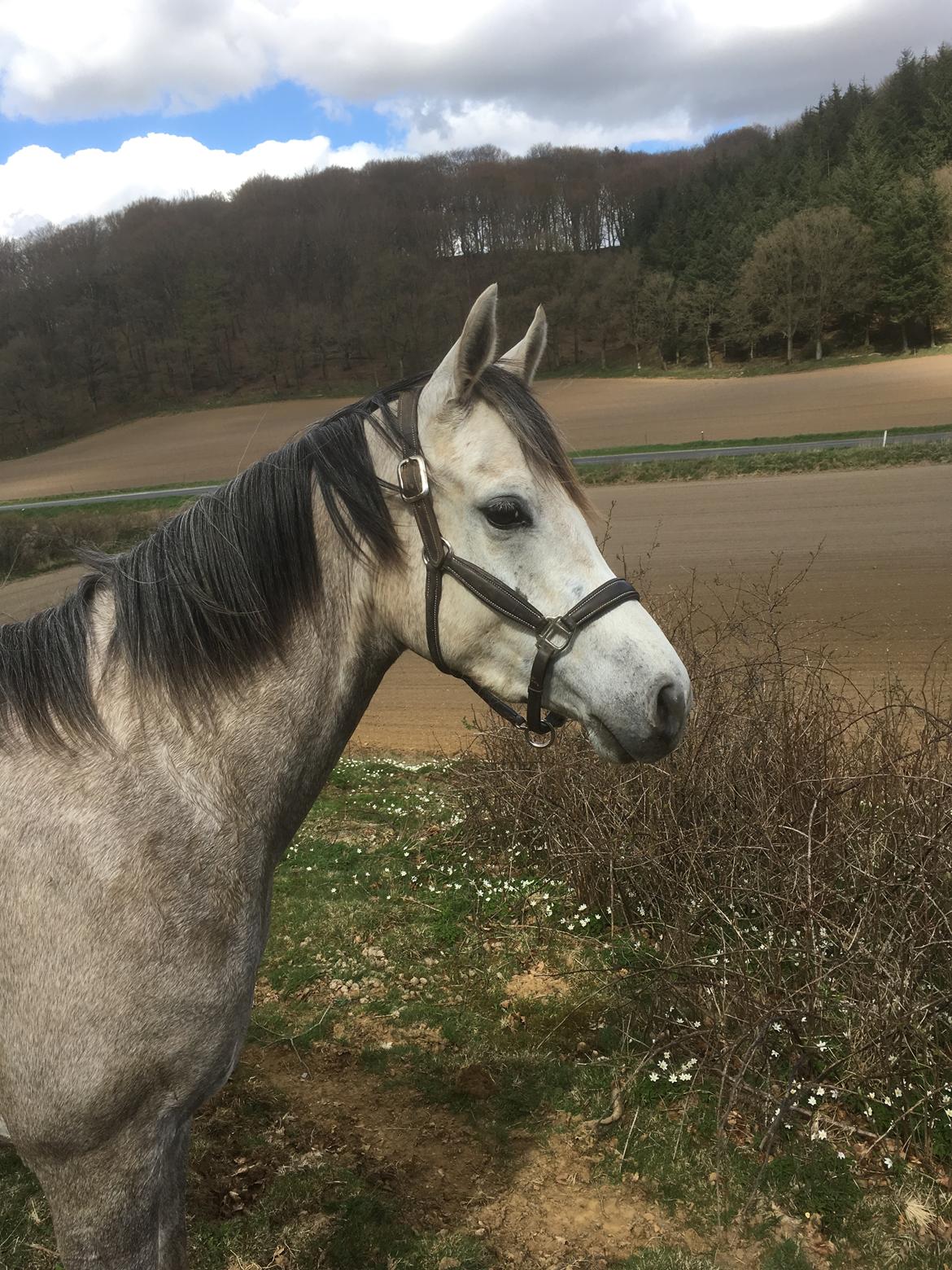 Anden særlig race Suna's Miss Diva - Diva lejer dronning det nye sted i Skanderborg billede 17