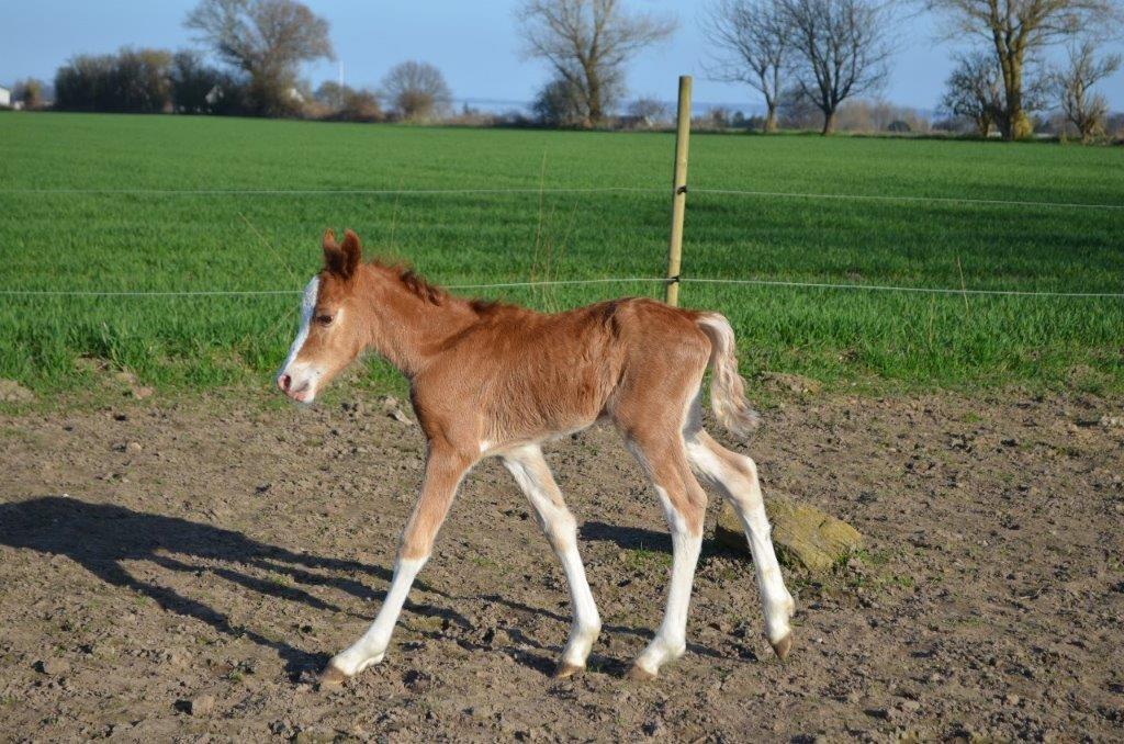 Welsh Cob (sec D) Solvangs Sounds like Avicii billede 16