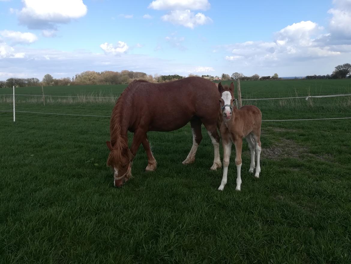 Welsh Cob (sec D) Solvangs Sounds like Avicii billede 19