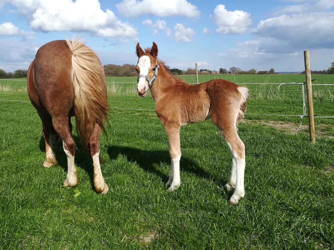 Welsh Cob (sec D) Solvangs Sounds like Avicii billede 23