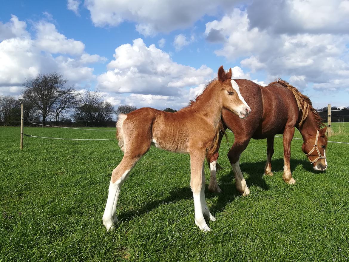 Welsh Cob (sec D) Solvangs Sounds like Avicii billede 24