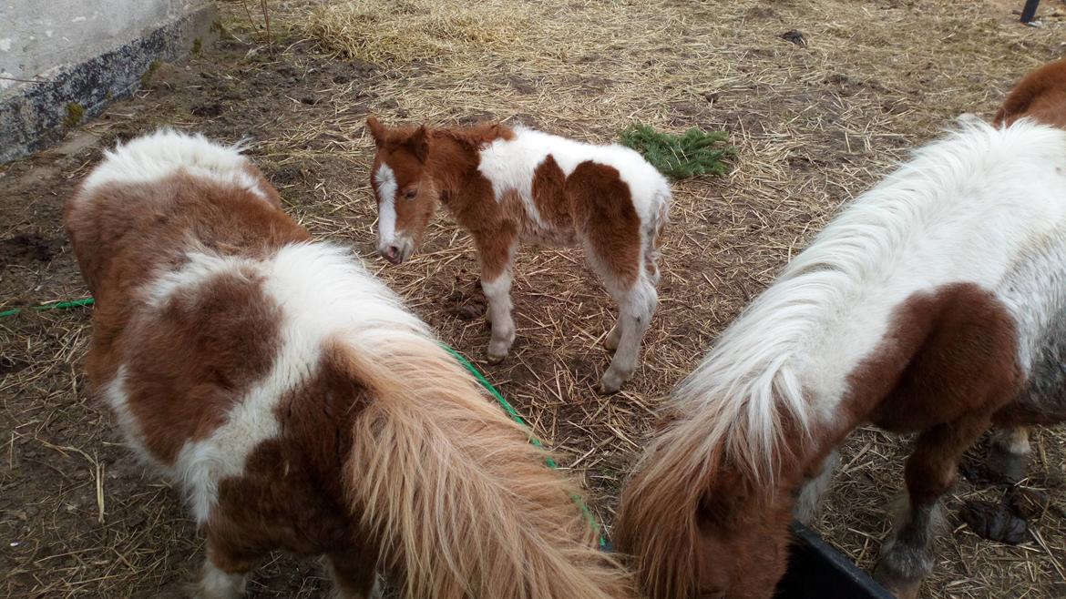 Shetlænder Turbo - 13-04-2018: Få timer gammel.  billede 6