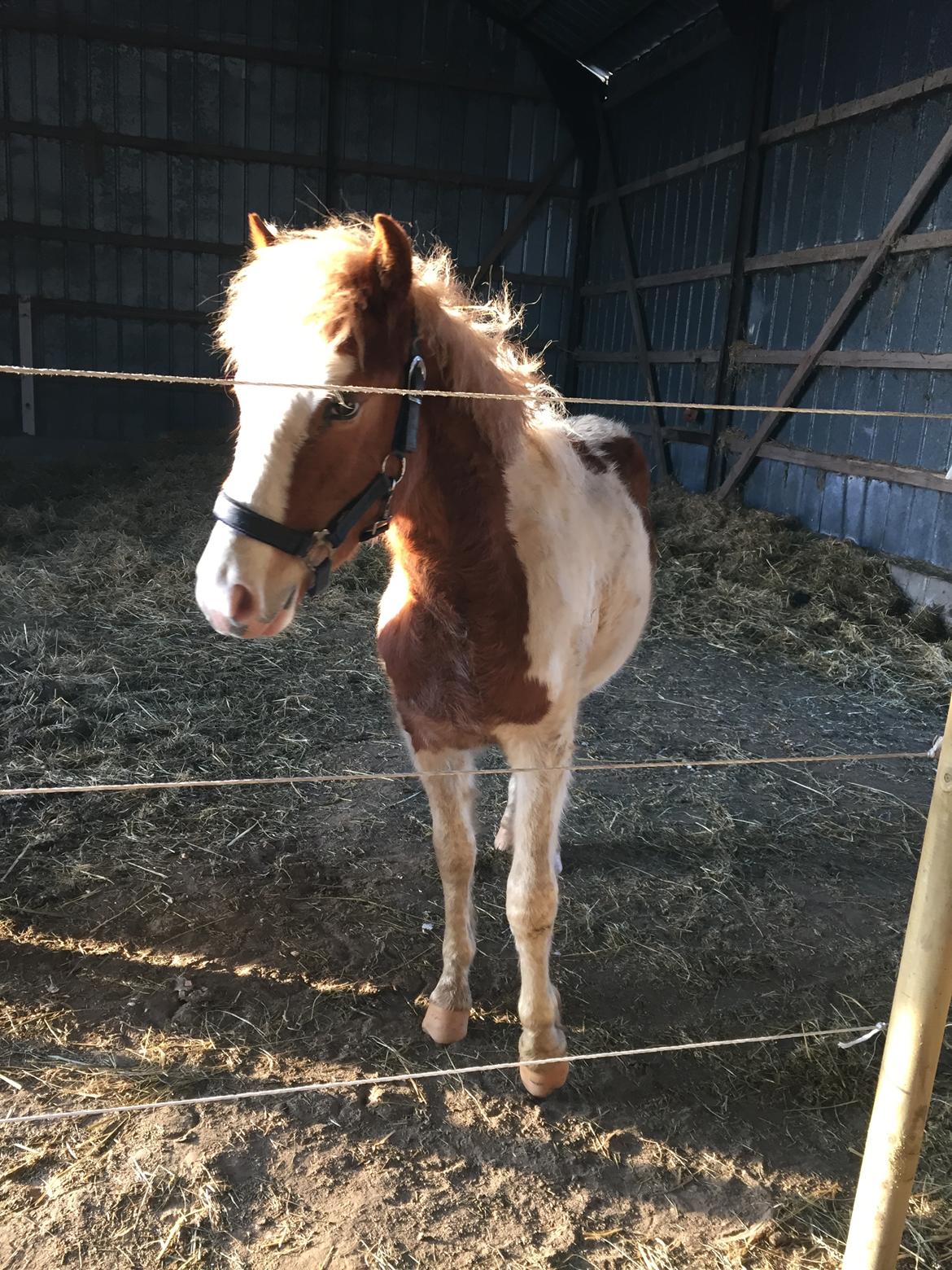 Anden særlig race Storm billede 1