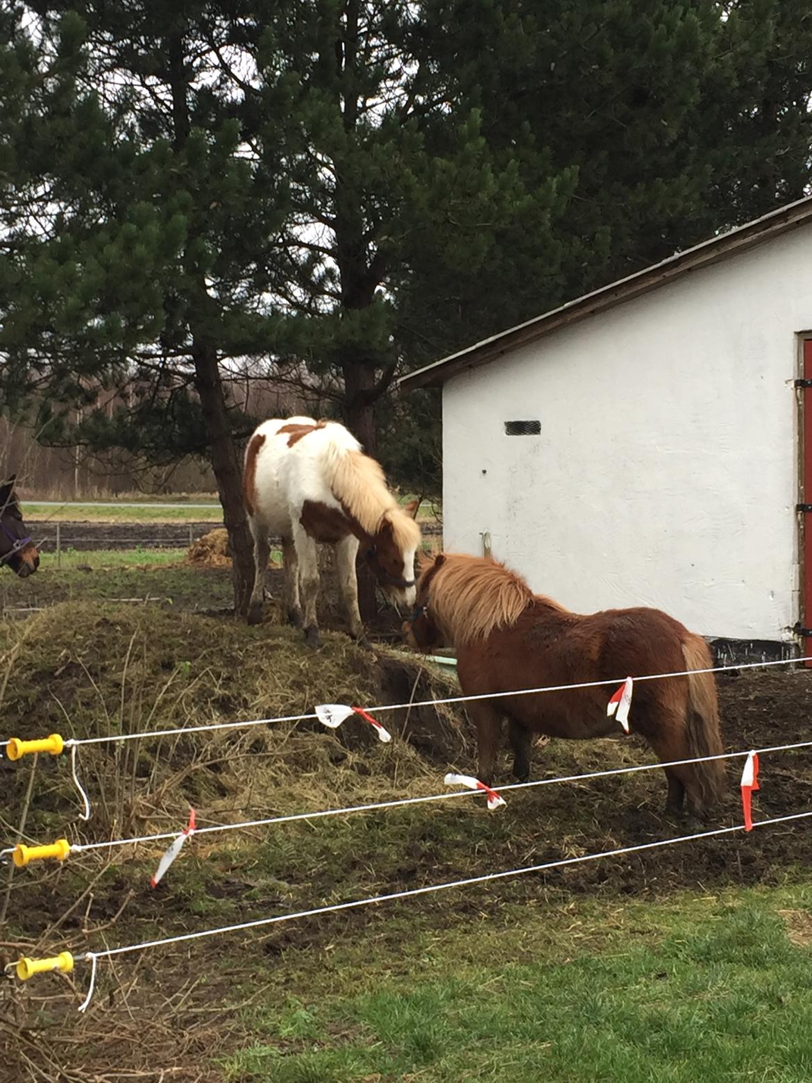Anden særlig race Storm billede 7