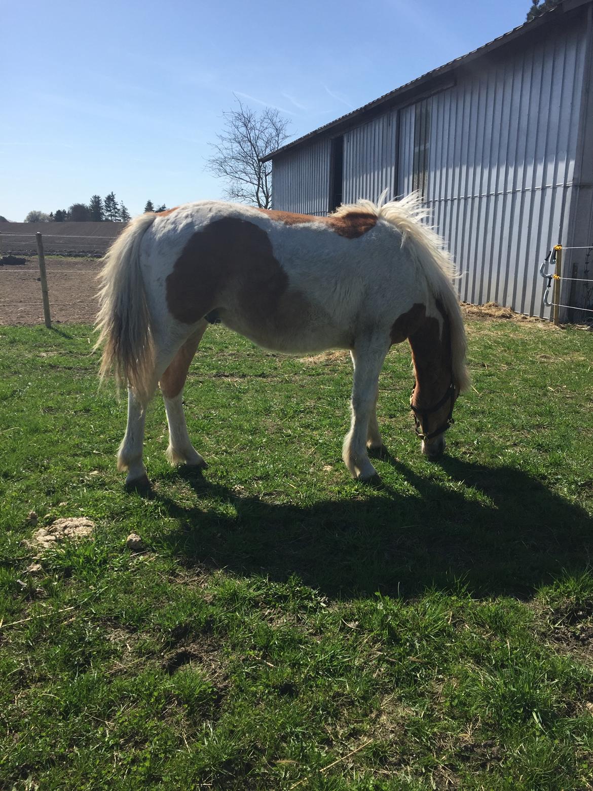 Anden særlig race Storm billede 18