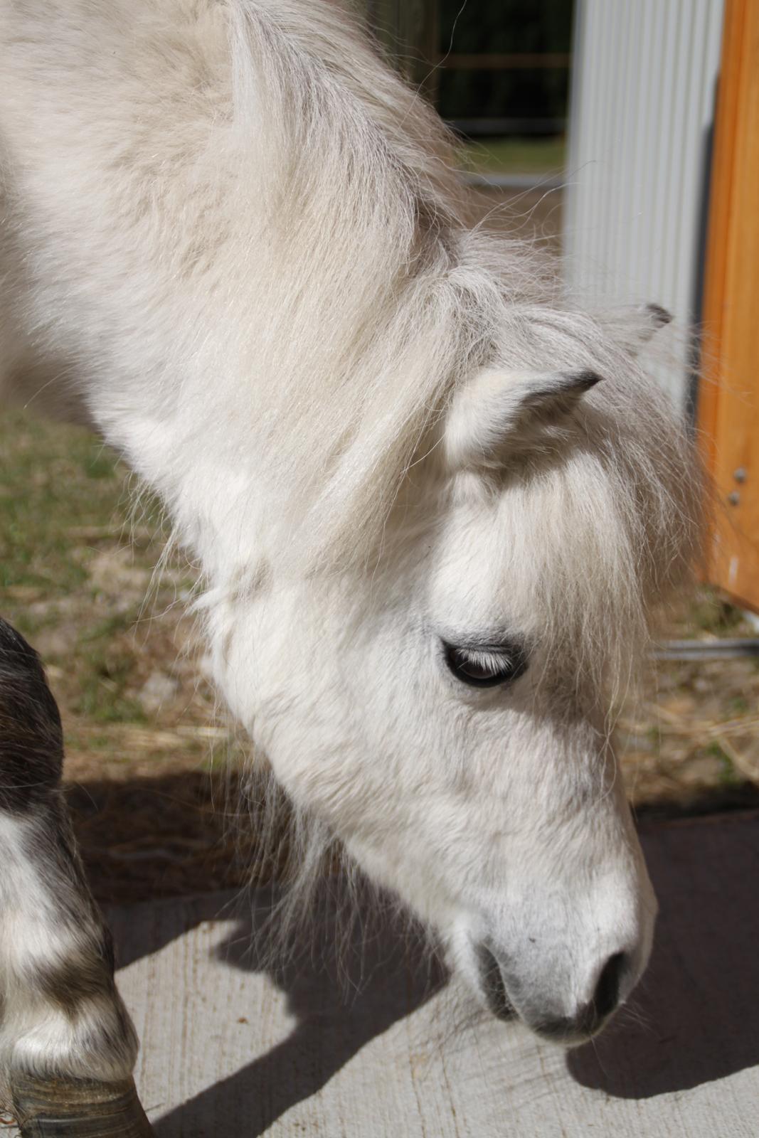 Shetlænder Bergeruds Jasmin billede 18