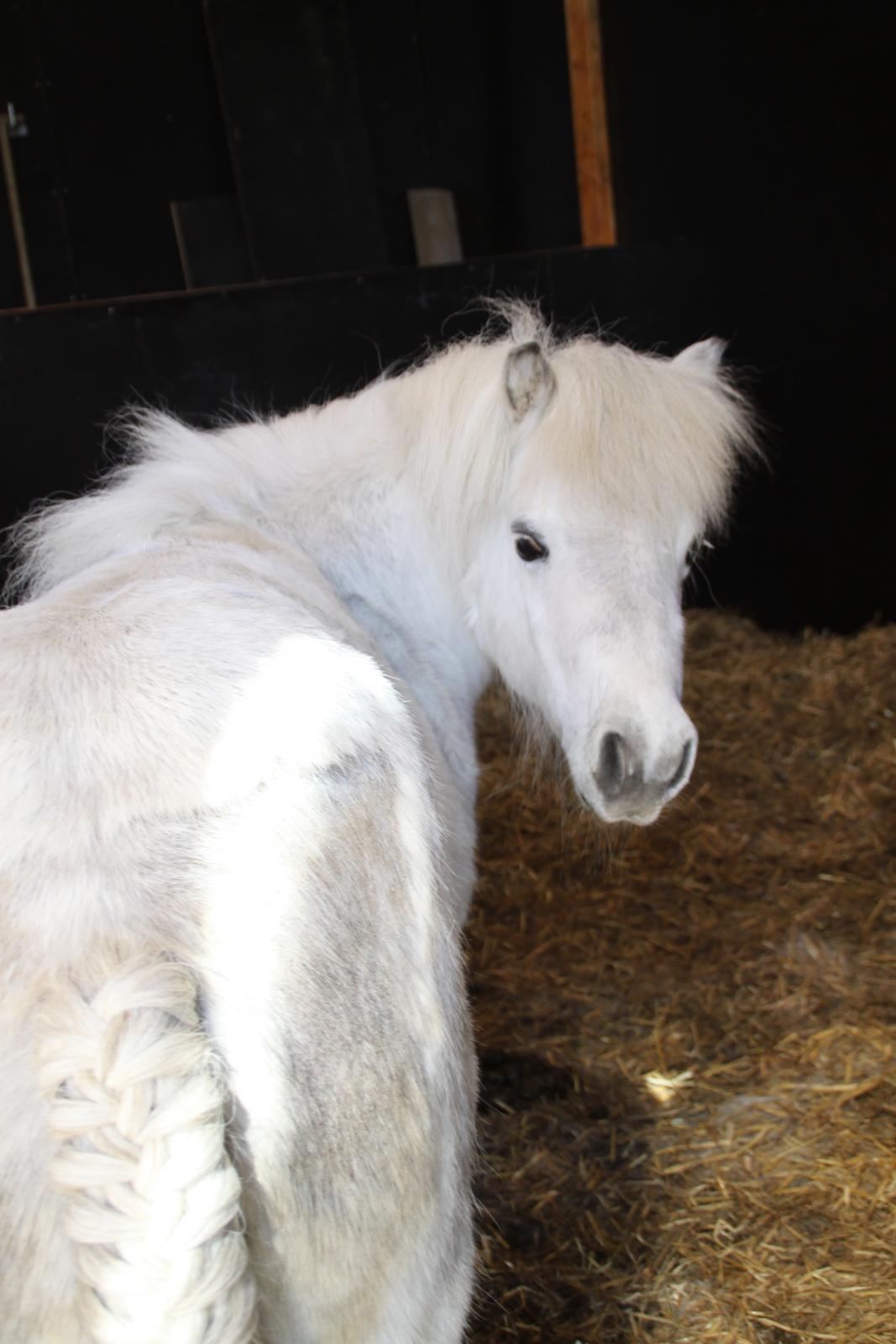 Shetlænder Bergeruds Jasmin billede 19