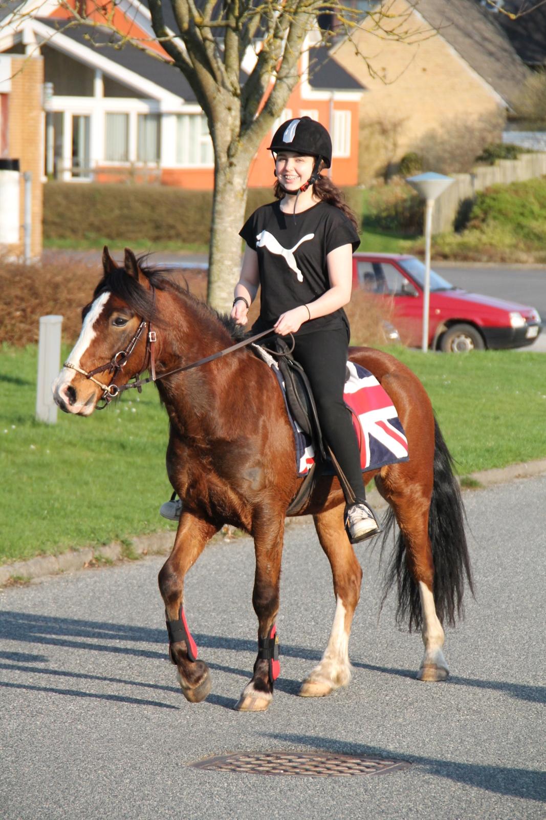 Welsh Pony af Cob-type (sec C) Flynn Rider - min lille søster der rider Flynn helt uden hjælp :) billede 27