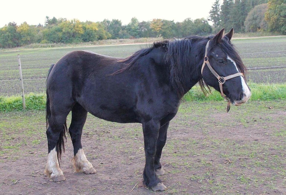 Welsh Cob (sec D) Donna (Frikadellen) billede 3