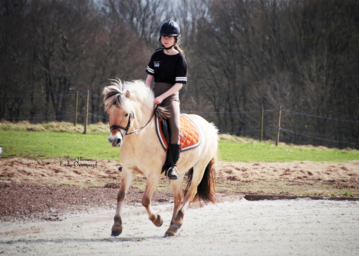 Fjordhest Gl. Nordkaps Munik billede 1