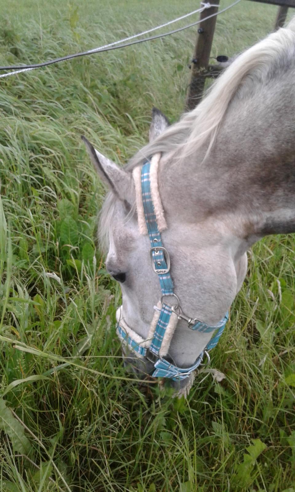 Anden særlig race Obi c kawo Lånehest - Hansenberg sommer 17 billede 2