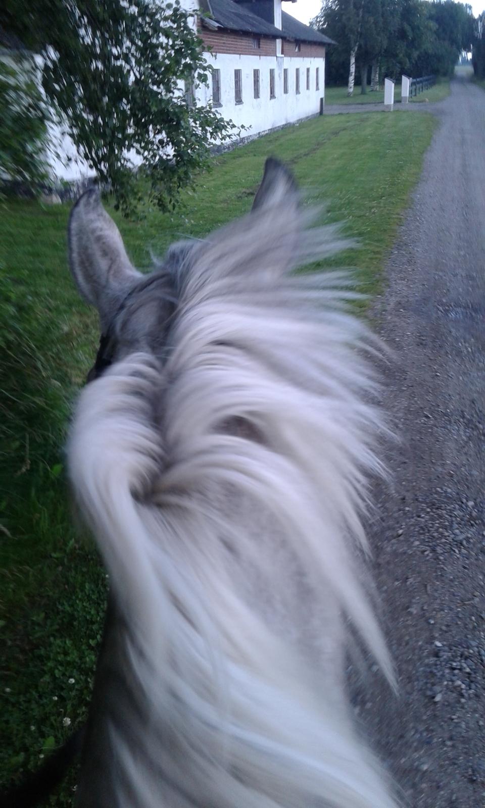 Anden særlig race Obi c kawo Lånehest - På tur billede 4