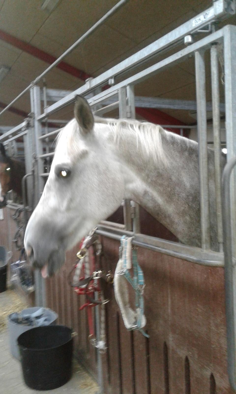 Anden særlig race Obi c kawo Lånehest - Kawo på Hansenberg billede 3