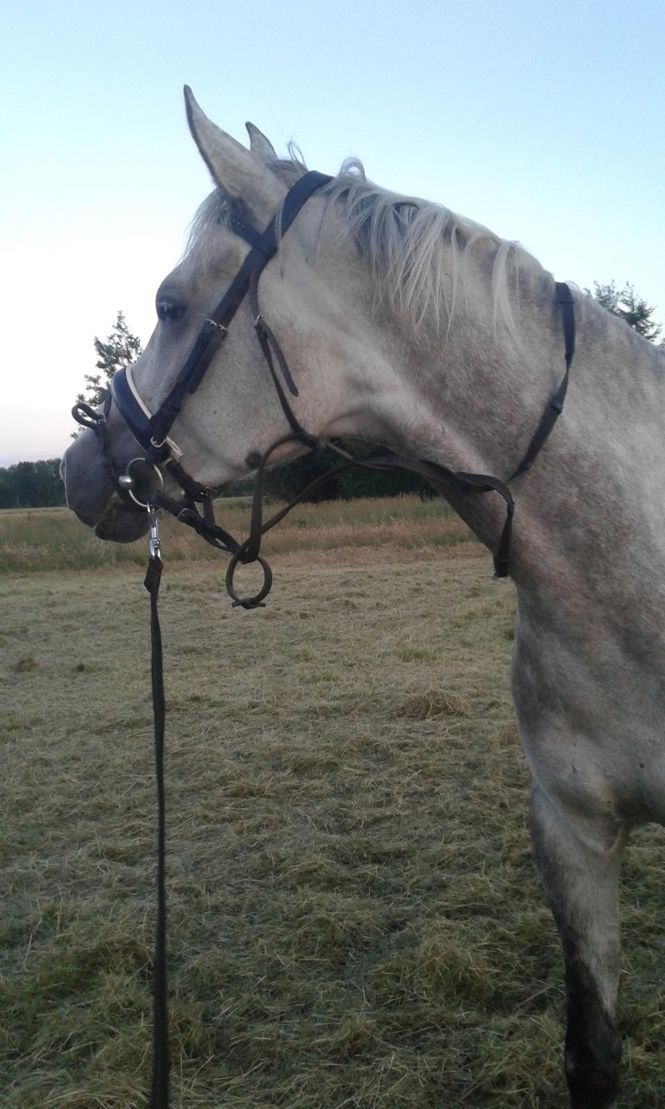 Anden særlig race Obi c kawo Lånehest billede 5