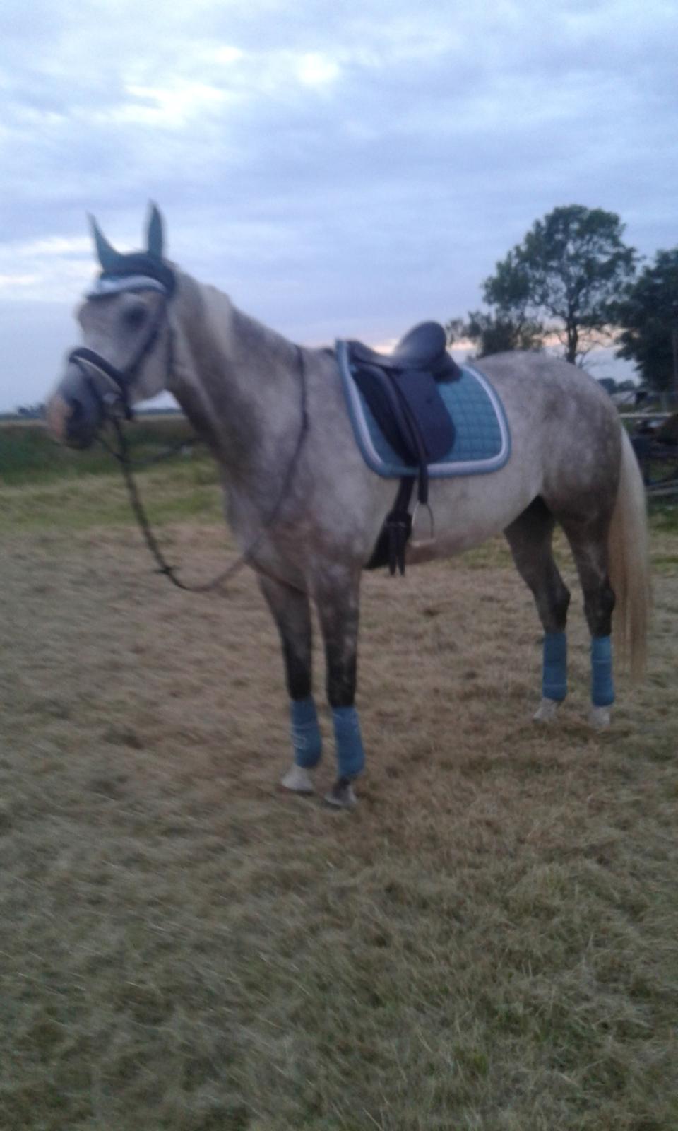 Anden særlig race Obi c kawo Lånehest billede 6