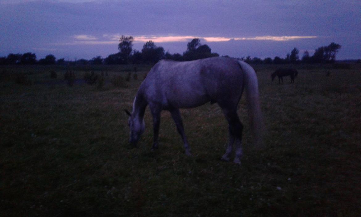 Anden særlig race Obi c kawo Lånehest - sommer 17 billede 7
