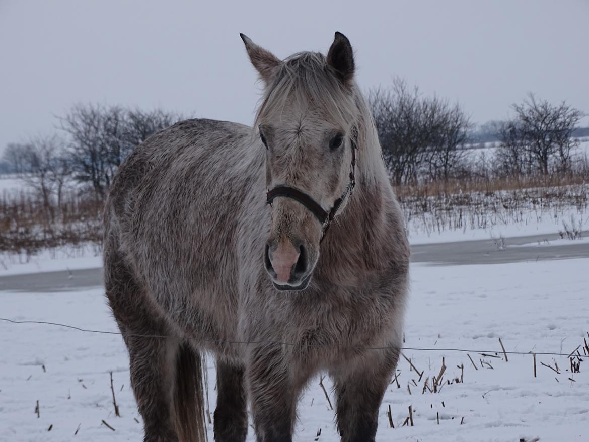 Anden særlig race Obi c kawo Lånehest - Kawo vinter 17/18 billede 1