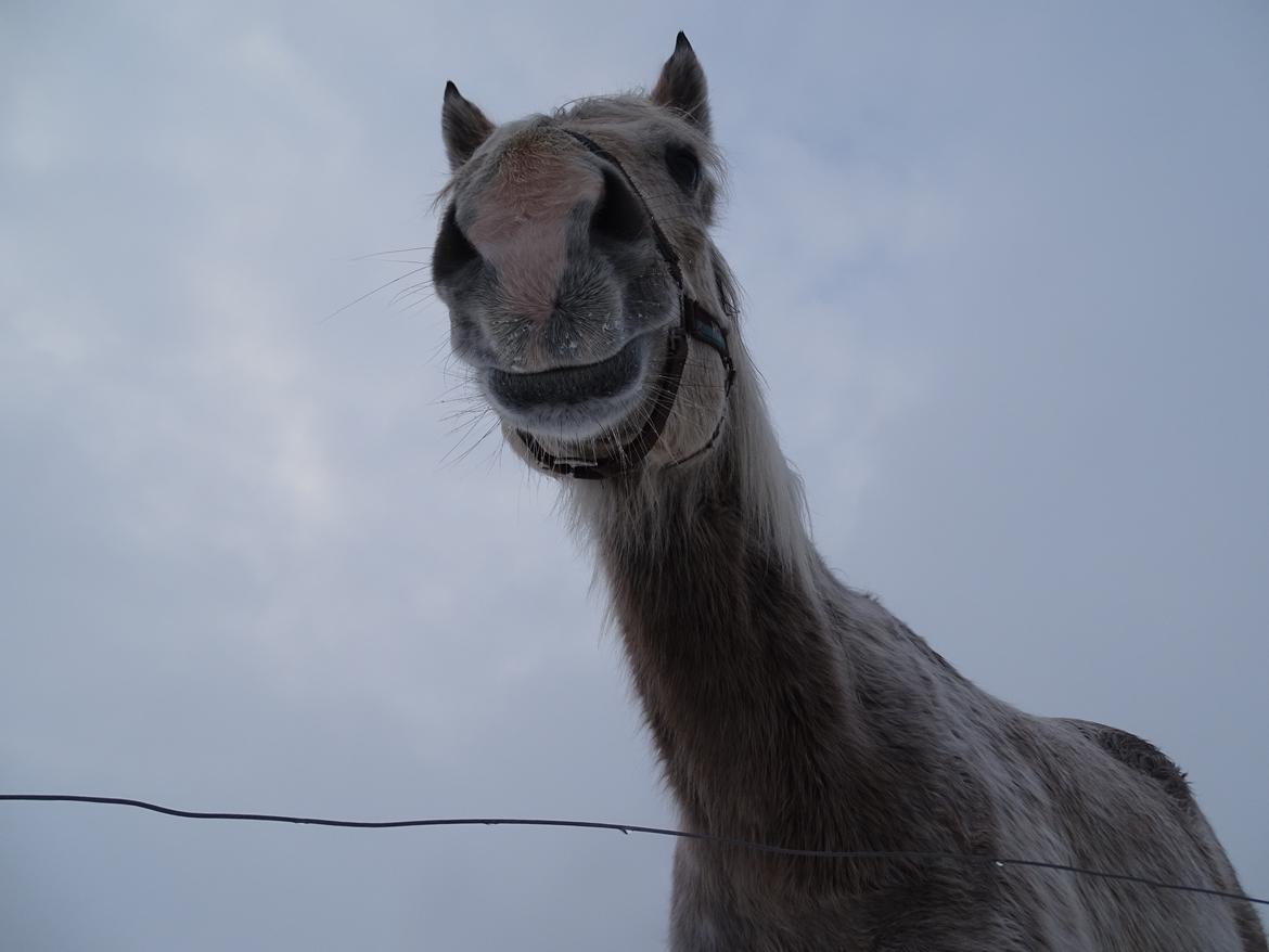 Anden særlig race Obi c kawo Lånehest - Kawo vinter 17/18 billede 8