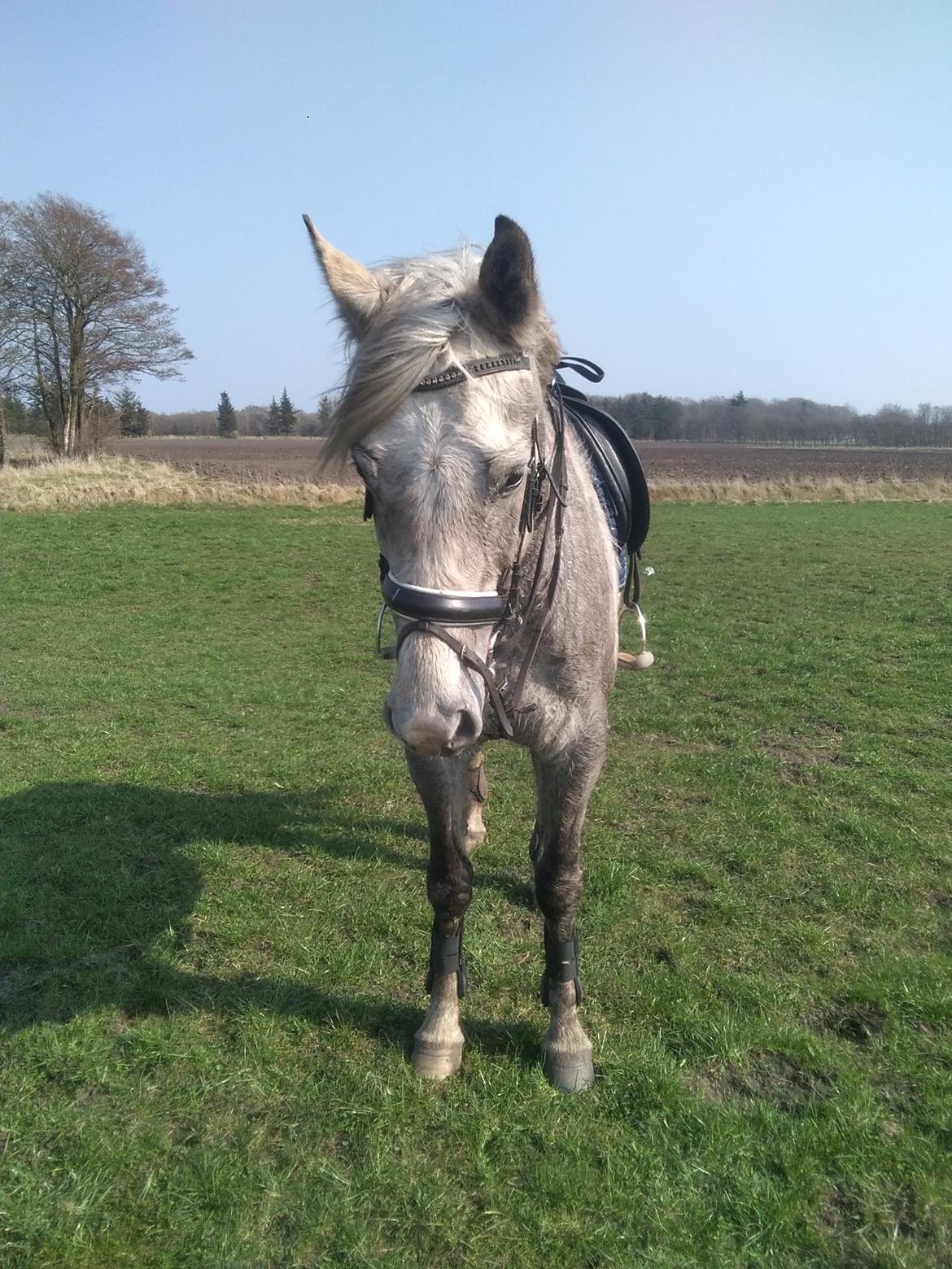 Anden særlig race Obi c kawo Lånehest billede 10