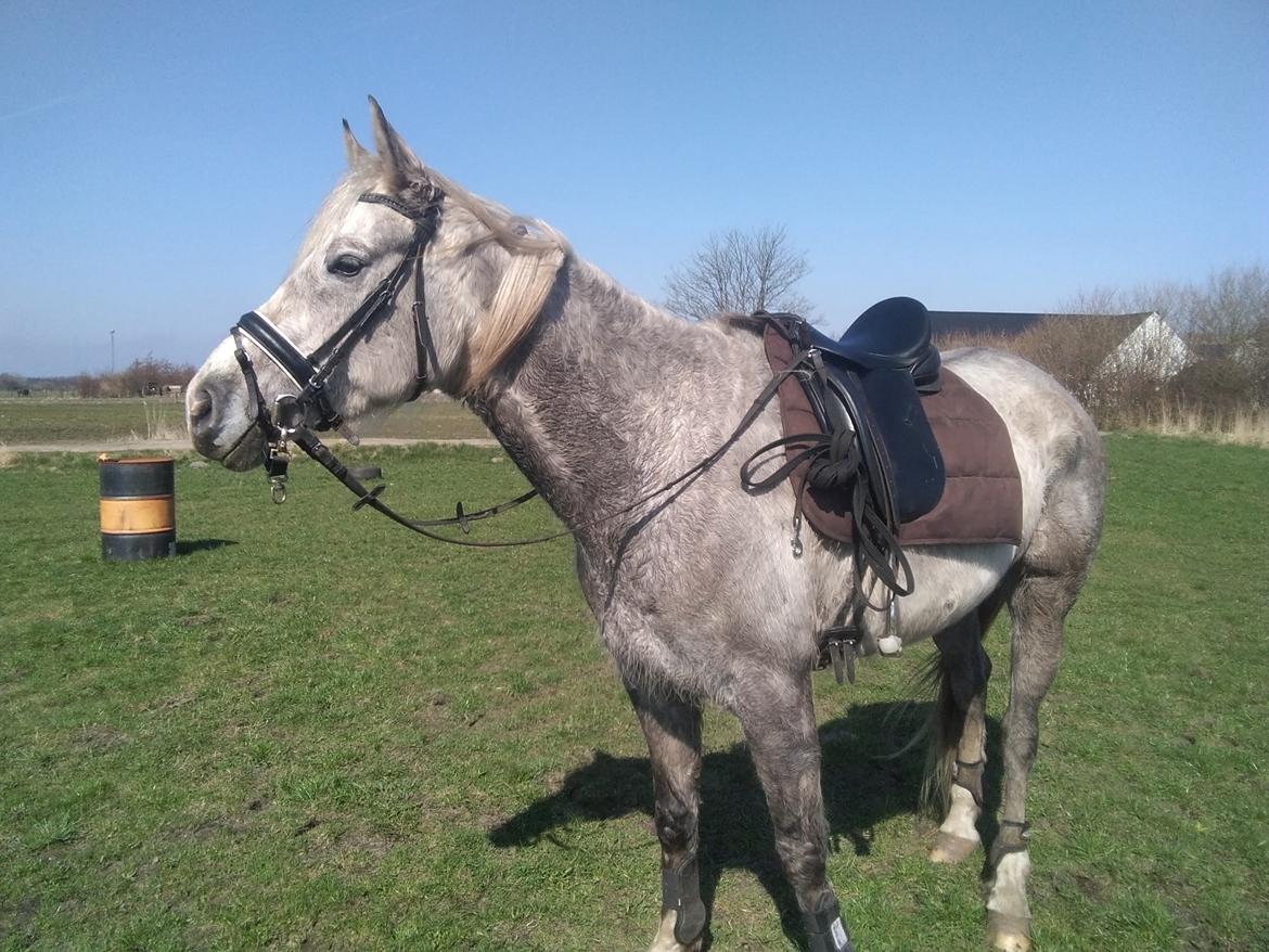 Anden særlig race Obi c kawo Lånehest billede 9