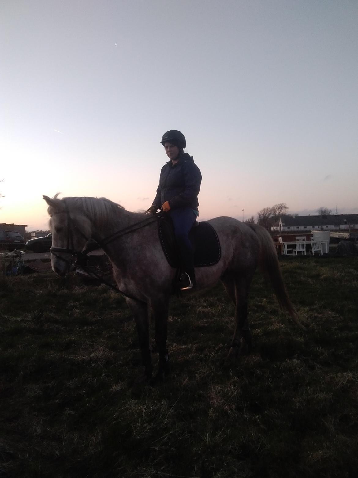 Anden særlig race Obi c kawo Lånehest billede 11