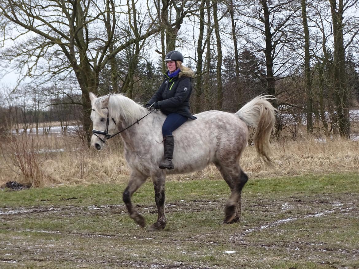 Anden særlig race Obi c kawo Lånehest billede 12