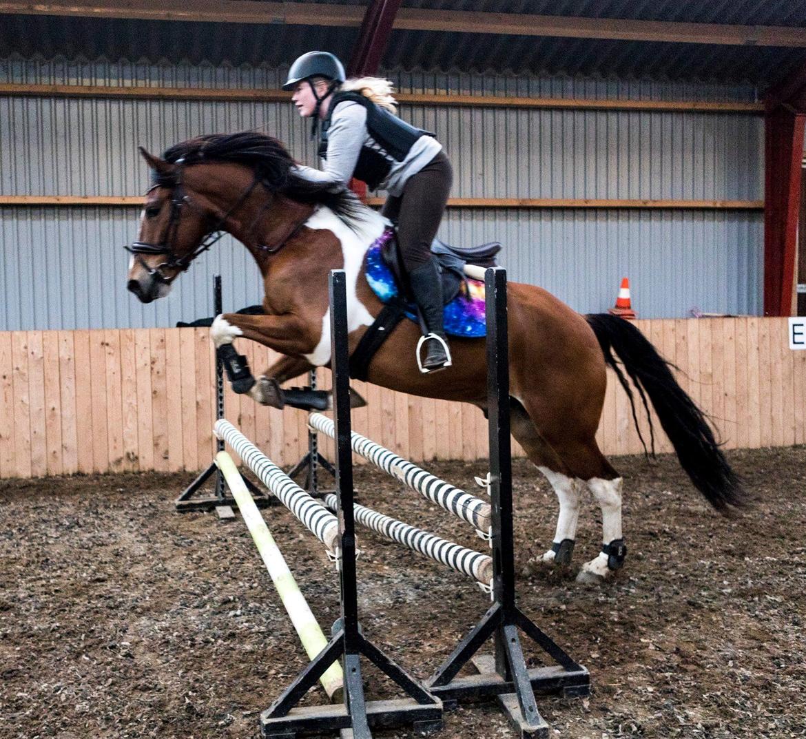 Anden særlig race Sir Lancelot - 25-04-2018 billede 5